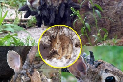 Zombie Rabbits With Devil Horns TERRIFY Colorado—Viral Photos Spark Panic as “Mutant” Bunnies Invade Parks!