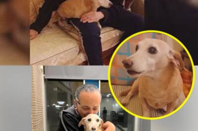 MIRACLE IN CHICAGO: BLIND MAN REUNITES WITH STOLEN SERVICE DOG AFTER 75 DAYS OF HEARTBREAK – THE EMOTIONAL MOMENT THAT BROUGHT A CITY TO TEARS!