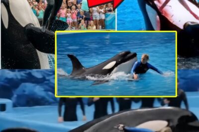THE HORRIFYING FINAL MOMENTS OF DOLPHIN TRAINER CLARA WHITMORE—THE DARK SIDE OF THE OCEAN’S SMILE REVEALED!