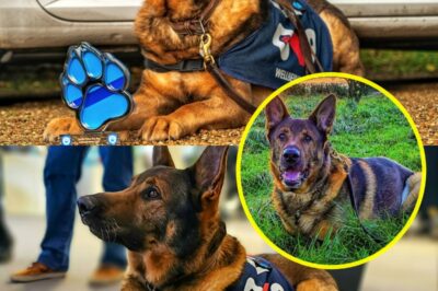 “Retired Police Dog BEAR Shocks Everyone—Saving a Life and Becoming a True Hero!