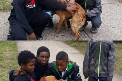 Four Boys, One Dog, Endless Courage.