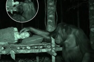 THE UNREVEALED SURPRISE IN THE BORNEO JUNGLE: HOW AN ORANGUTAN SECRETLY GUARDED A HUMAN SURVIVALIST — AND SHOCKED THE WORLD