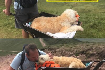 HEARTBREAK ON THE HILL: Man Pushes DYING Dog Up Mountain in Wheelbarrow – What Happens Next Will BREAK YOU