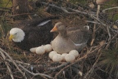 “Eagle and Goose Share a Nest: A Lesson in Survival—and Harmony”