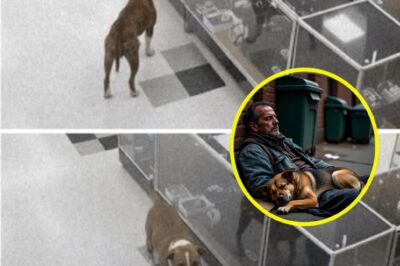 SH0CKING FOOTAGE: Store Security Cam Captures Stray Dog’s “Theft”—What Happens Next Leaves The Entire Internet In Tears!