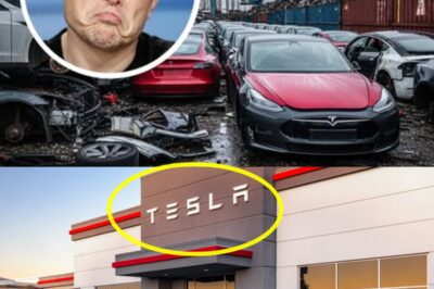 DENMARK’S BIGGEST BUILDER DUMPS TESLA FLEET OVER ELON MUSK’S WILD POLITICS—EUROPE SHOCKED!