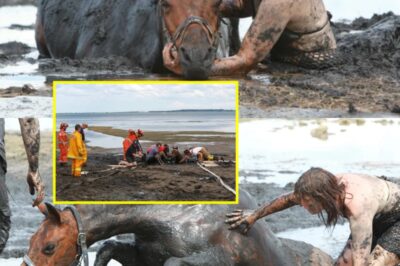 Heroic Woman Fights for 3 Hours Against Deadly Rising Tide to Save Her Trapped Horse