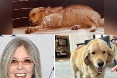 Diane Keaton Leaves $5 Million Fortune to Her Beloved Dog Reggie—Insiders Reveal Emotional Reason Behind Star’s Unbelievable Last Will!
