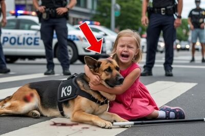 Blind Girl Meets the Most Dangerous Police Dog — What Retired K9 Did Next Stunned everyone