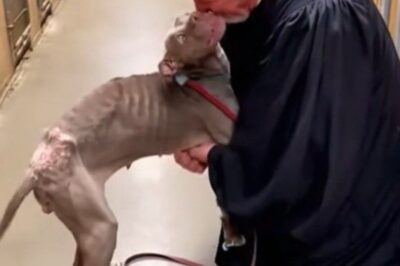 They Said It Couldn’t Happen — But What This Judge Did Next Changed Everything