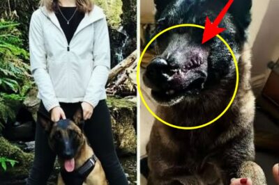 Hero Dog Dies Saving Owner from Mountain Lion Attack in Northern California