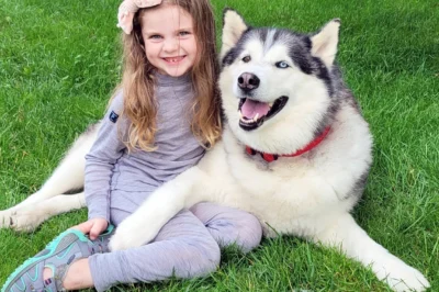 The Husky Keeps Stealing The Girl’s Stuff – What She Found Under His Bed Was Unbelievable
