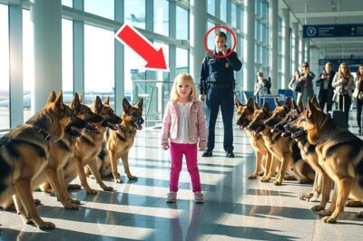 14 Police Dogs Surround a Little Girl at the Airport — What Happened Next Shocked Everyone!