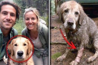 Mother And Son Vanished In Yosemite – 8 Months Later Their DOG Returns Alone With THIS…