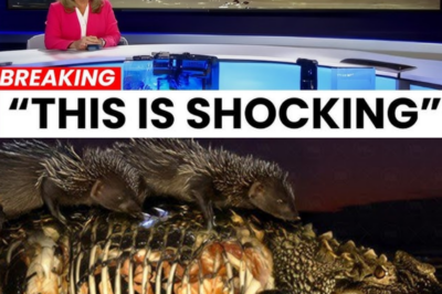 FLORIDA KEPT LOSING ITS CROCODILES FOR MONTHS — WHAT THEY FINALLY FOUND IS TERRIFYING